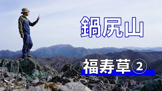 【登山】鍋尻山の福寿草を見に行こう！近いはずなのにめっちゃ遠かった。だけど、綺麗な福寿草が待っていてくれました。part2