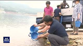 경북도, 토종 민물고기 215만 마리 대량 방류 / 안동MBC