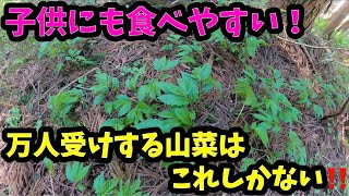 山菜が苦手な人でもこの山菜なら、この料理なら大好物に変わるかも？？