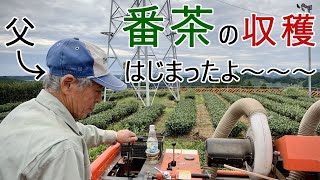 乗用型茶葉摘採機で番茶の収穫真っ最中！