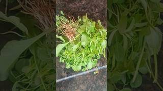 Vlog:#44❤️ஒரே நாளில் இவ்வளவு கீரை 🫣|Spinach harvest #support #mygardenmylove #shortsfeed #trending