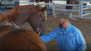 Dan Steers - Introduction to Long Reining - Part 2