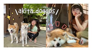 Solo Tohoku Day 4 - Meeting Akita dogs in Kakunodate!