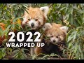 Our 2022 Wrapped up! 🌍🧡 | World of Animals