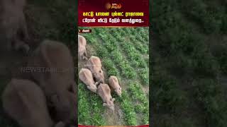 காட்டு யானை புல்லட் ராஜாவை ட்ரோன் விட்டு தேடும் வனத்துறை.. | Elephant