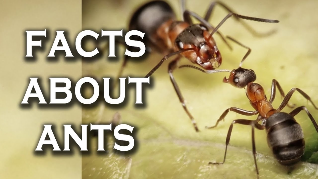 Top 10 Awesome Facts You Didn't Know About Ants - YouTube