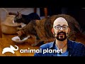 Kitty Can't Stop Stealing Food | My Cat From Hell | Animal Planet