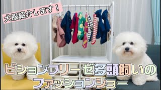 ビションフリーゼ多頭飼いのファッションショー【犬服紹介】