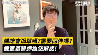 貓咪會孤單嗎?需要同伴嗎?讓戴更基醫師為您解惑!｜小編特搜｜NOWnews｜NOWnews