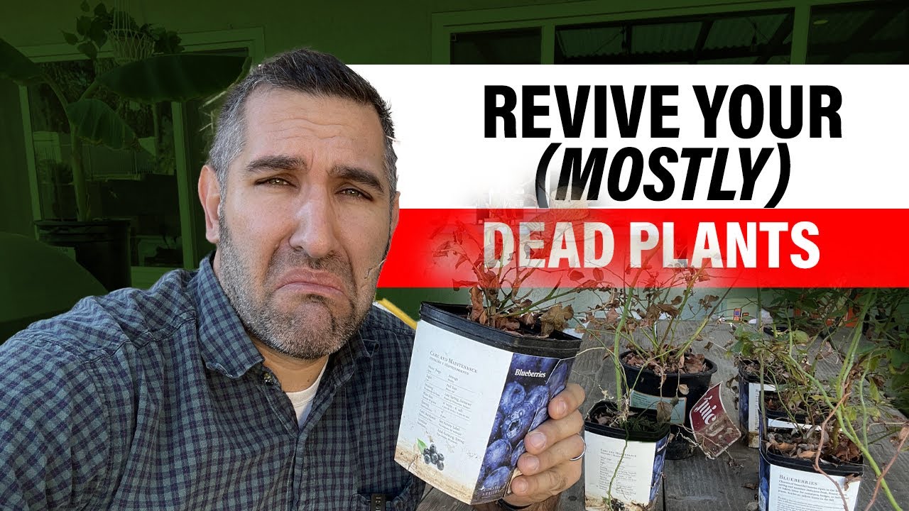 Dying Plants Revive Them With This Simple Guide Learnfast Blog