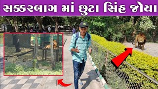 સક્કરબાગ માં છૂટા સિંહ જોયા 🦁😲| સક્કરબાગ ઝૂ | Sakkrbaug Zoo Junagadh | Girnar Parikarma