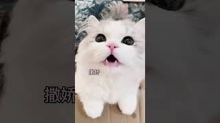 你的小可爱突然上线～ #猫要听猫的歌 #这么可爱的小猫咪 #米努特矮脚猫