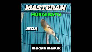 MASTERAN MURAI BATU KENARI GACOR JEDA 10 DETIK