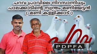 പറവ പ്രാവിലെ നിറസാന്നിധ്യം പാലക്കാടിൻ്റെ സ്വന്തം മണിയേട്ടൻ( മണി കള്ളിക്കാട് ) parava prave / pigeon