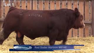 Soderglen Select Bull Sale - Feb 9th, 2019