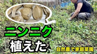 ニンニク植えた【自然農で家庭菜園】