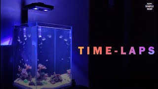 Reef tank Time-lapse  海缸缩时🆕🆙🎥