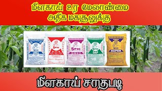 மிளகாய்  உர மேலாளர்கள் |Chilli Fertilizer Management | Chilli Cultivation | மிளகாய் சாகுபடி