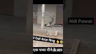 अभी तक आप नही देखे है जंगली बिच्छू तो जल्दी से व्यू को देखें #trending #shortvideoviral #trendingsh