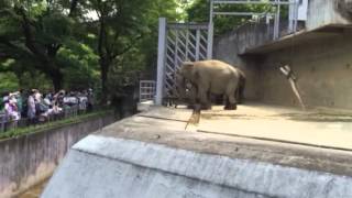 多摩動物公園のアジアゾウ