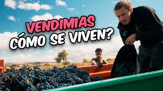 #12 | VENDIMIAS | Cómo son realmente unas vendimias??