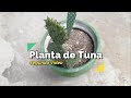 Segundo video de nuestra planta de tuna