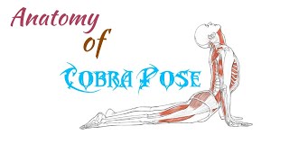 Anatomy of Cobra pose | bhujangasana | Scientific explanation #yoga #anatomy #yogateacher