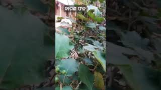 ବାଗଣ ଏହି ମିତିକା ଫଳ କିଏ ଦେକିଛି 🌱🌿🌿🌳🌳🎋🎋☘️🌿🌱🌱🌱🌴🌴🌴