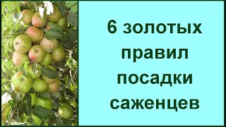 Золотые правила как посадить и вырастить саженцы фруктовых деревьев