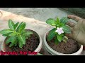 all about vinca flowers 🏵️ विंका की देखभाल कैसे करें 👍👍