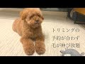 トリミングに行けてないトイプードル【保護犬と暮らす】 4k