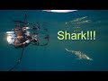 Swimming with Sharks