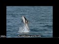 dolphin dinner 2