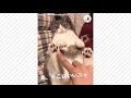 ちょっとやめニャさい！おなかモフモフ断固拒否の猫さん😽【peco tv】