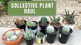 Collective Plant Haul | Cactus and Succulents