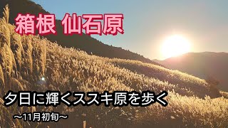 【仙石原ススキ草原】夕日に輝くススキ原を歩く【箱根】〜11月初旬〜