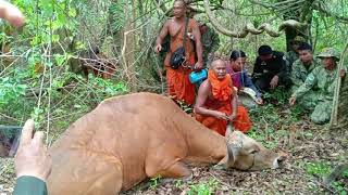 សត្វទន្សោងកំបុតជើងដោយសារអន្ទាក់កំពុងជួយនៅព្រៃសង្ឃរុក្ខវ័ន