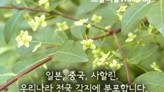 2014회잎나무 오늘의숲WaldTag