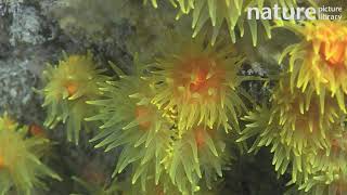 Colony of Sunset cup corals, Sark, British Channel Islands, UK, July.