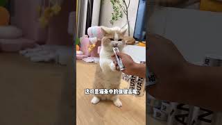 【#皮咔丘是只喵】小时候那么可爱勇敢的小猫,长大怎么那么怂啊#谁能拒绝傻憨憨的小猫咪 #格吾安 #格吾安猫条 #格吾安罐头