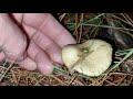 psilocybe subaeruginosa australia 3