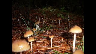 Psilocybe Subaeruginosa Australia 3