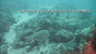 のんびりアオウミガメからのヒラマサの群れ  館山 西川名 202209k