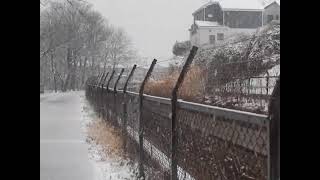 230210 1503降雪,見沼代用水西縁・尾山台小学校西