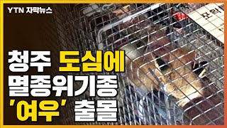 [자막뉴스] 청주 도심에 출몰한 여우, 알고 보니 '멸종위기 1급' / YTN