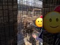 北海道　日本一危険な動物園　ノースサファリサッポロ　ライオンのエサやり！