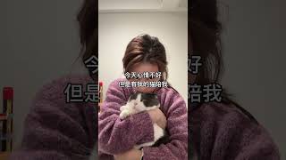 谁能拒绝傻憨憨的小猫咪