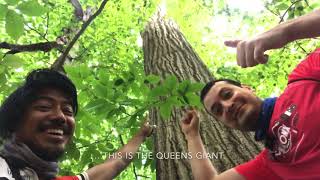 99-SECOND EXCURSION (two parts combined): The Quest for the Queens Giant, the oldest tree in NYC