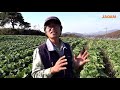 진딧물 걱정 없는 배추농사 이우성의 유기 배추 he farms organic cabbages without aphids.