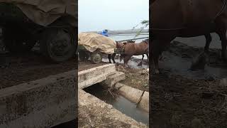 Two Horses Pulling a Vegetable - Laden Wooden Cart through a Watery Road in the Countryside